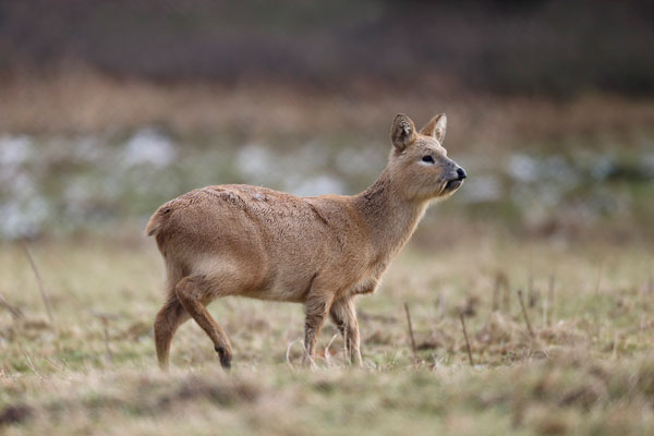 Chinese Water Deer