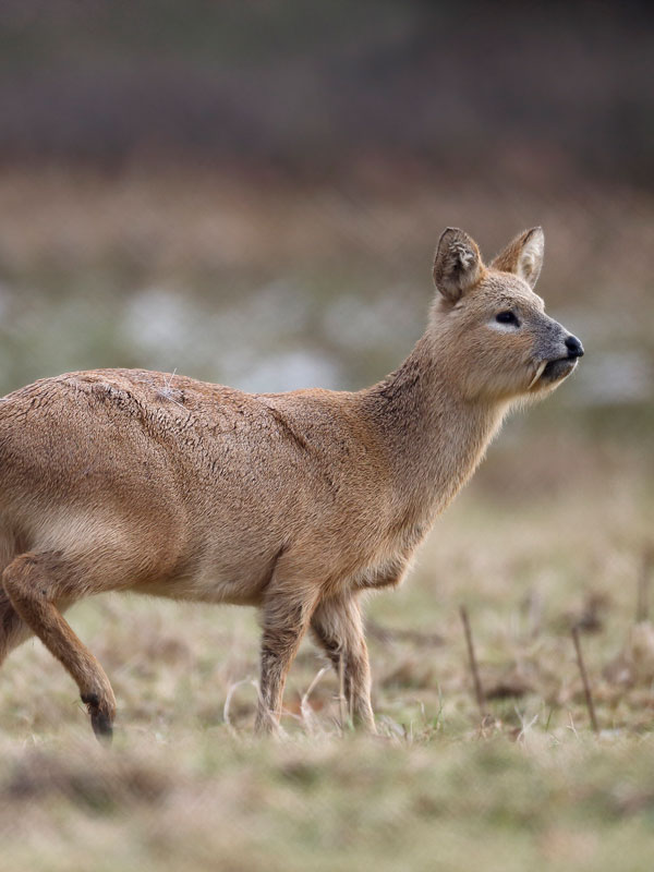 Deer Species Chart