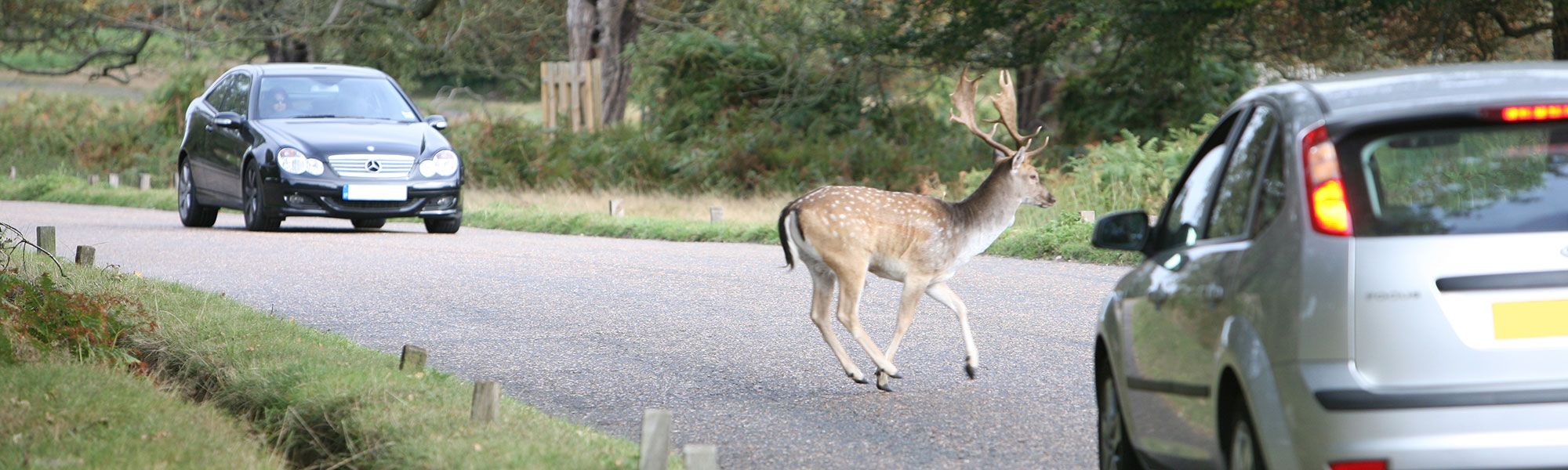 Deer on British roads