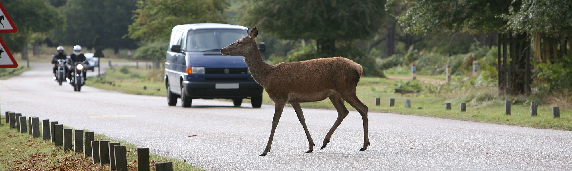 Deer on British roads