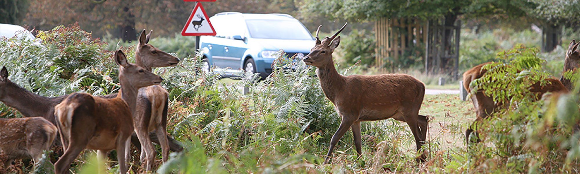 Deer on British roads