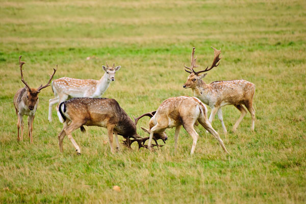 Fallow Deer