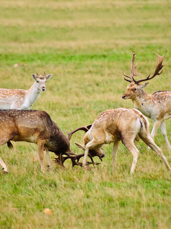 Fallow Deer