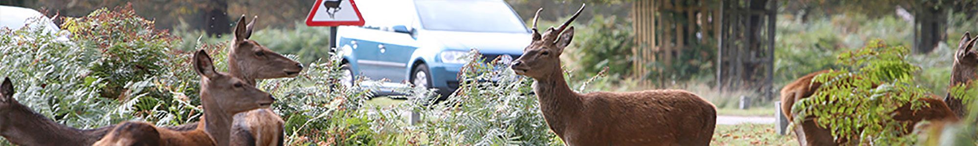 Deer on British roads