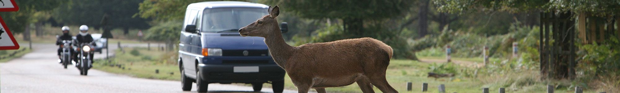 Deer on British roads