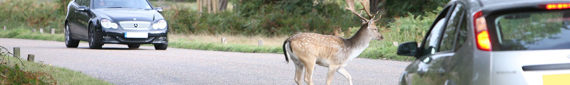 Deer on British roads