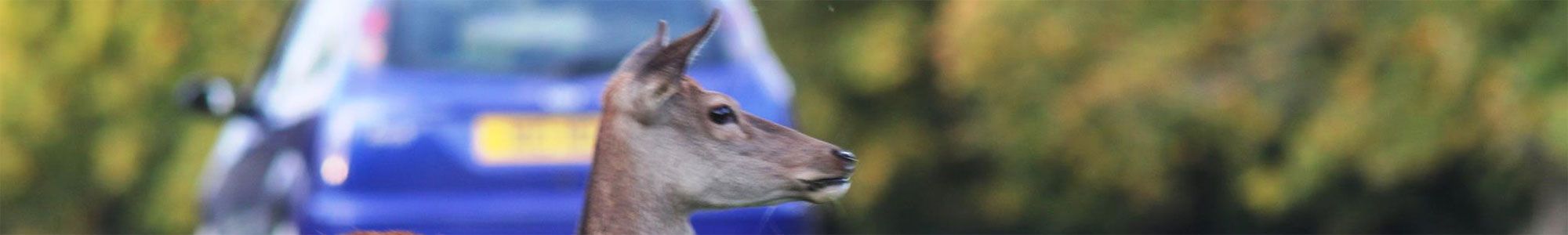 Deer on British roads