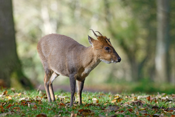 Muntjac