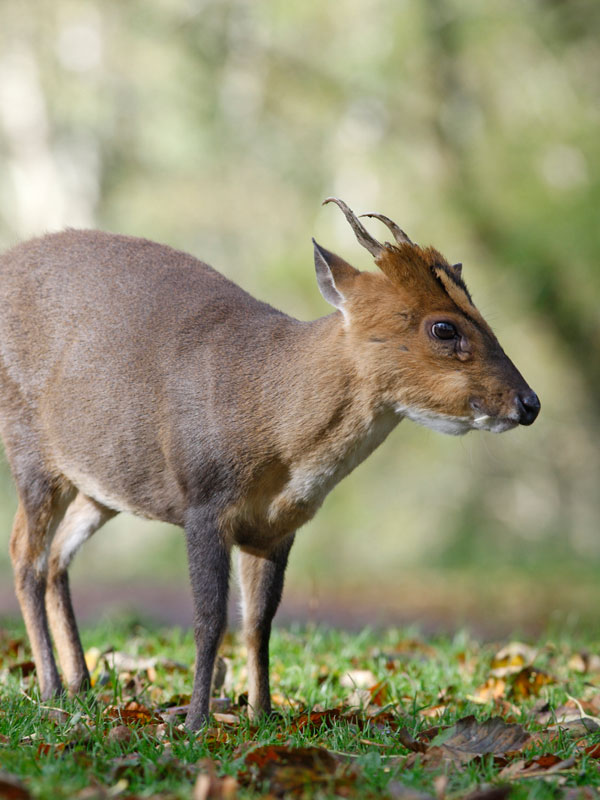 Muntjac