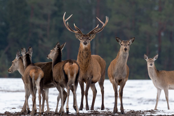 Deer Species Chart