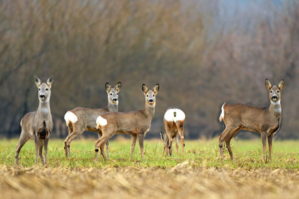 Roe Deer