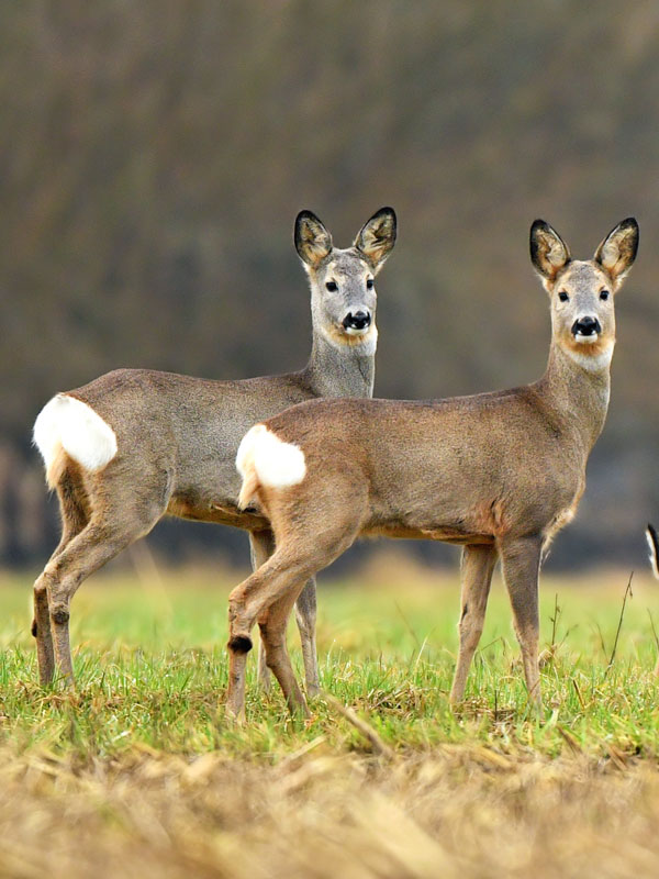 Types Of Wild Deer