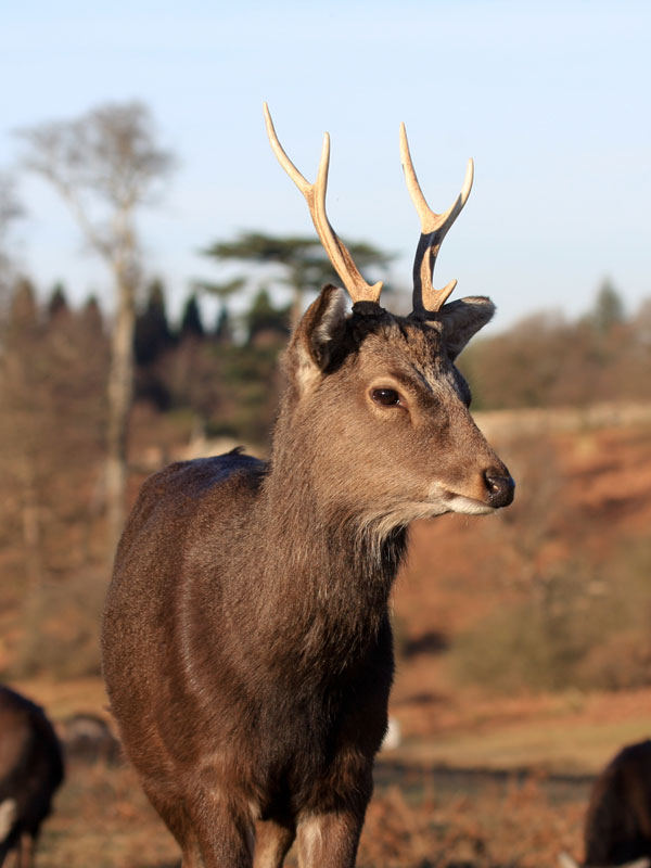British Deer Species Guide from Deer Aware