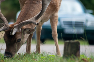 Don’t End 2020 With a Deer Vehicle Collision! 