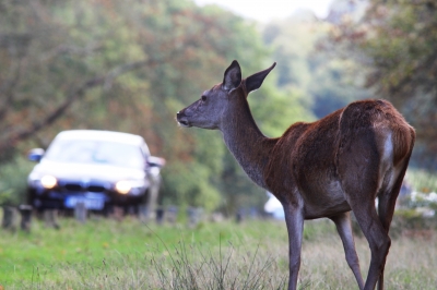 Five steps motorists should take to avoid deer collisions this autumn 