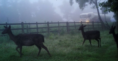 Motorists urged: Be deer aware