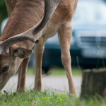 Don’t End 2020 With a Deer Vehicle Collision! 