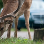 Don’t End 2020 With a Deer Vehicle Collision!
