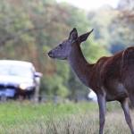 Five steps motorists should take to avoid deer collisions this autumn 